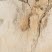 Limestone